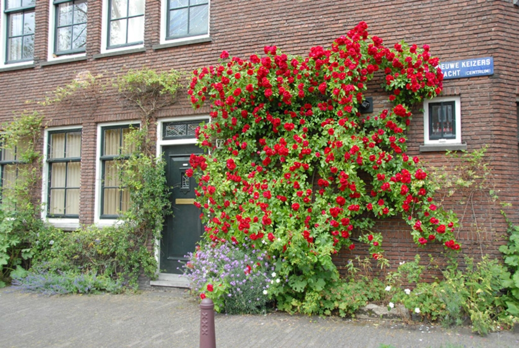 For rent: Apartment Hortusplantsoen, Amsterdam - 20
