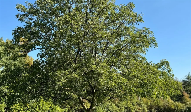 For rent: House Rijksstraatweg, Ubbergen - 8